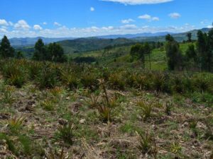 A DRC Town Struggles as Fighting Closes Key Route for Pineapple Trade