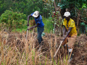 Fearing Explosives, Farmers in War-Torn DRC Burn Their Own Land