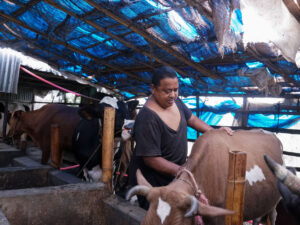 A New Virus is Sweeping Across Nepal’s Farms, Decimating Cattle and Threatening Livelihoods