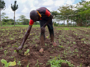Could Uganda’s Budongo Forest Be Ground Zero for the Next Global Pandemic?