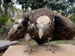 Traditional Healers’ Demand for Vulture Parts Threatens Birds’ Survival — and Zimbabwe’s Ecosystem