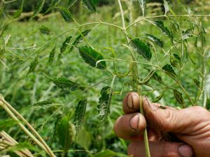 A Rural Town Uncovers the Cost of Argentina’s Agrochemical Boom