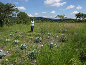 Endangered Agave: Can Mezcal Avoid Tequila’s Destructive Legacy?