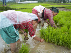 PHOTOS: Nepalese Farmers Revive Rice Crops, Homes After 2015 Earthquake