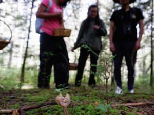 Mycotourism Blooms in Mushroom-Rich Mexico