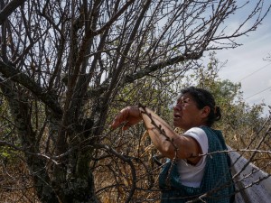 In Search of Sustainable Future, Farmers Embrace Tradition