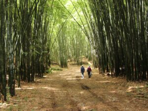 Mexico’s Secret Weapon to Fight Climate Change? Ancient Superfoods