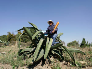 Inside the Revival of Pulque, One of Mexico’s Oldest Drinks