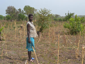 ‘The Cows Ate It All’: Crop Losses Threaten Food Security