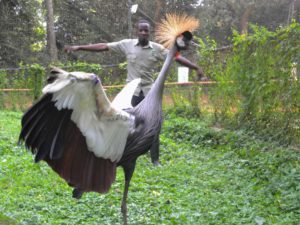 This Bird Is Revered. Why Is Its Population Dwindling?