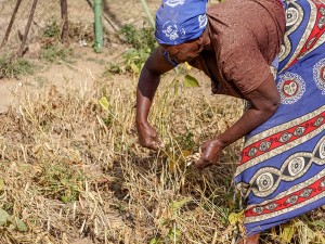Zimbabwe’s Economic Crisis Has Made Many Grandparents Primary Caregivers