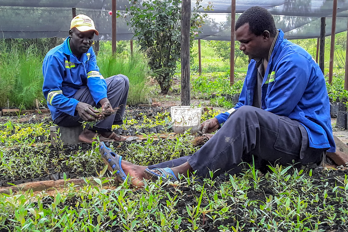 Tree Nurseries Pay School Fees and Battle Deforestation in Zimbabwe