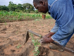 In a Nation of Farmers, Agricultural Land Lies Fallow