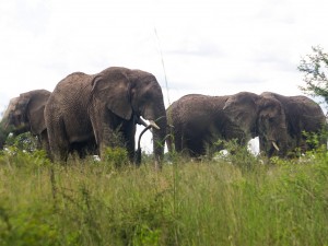 Mining Threatens Wildlife, Sacred Sites and People