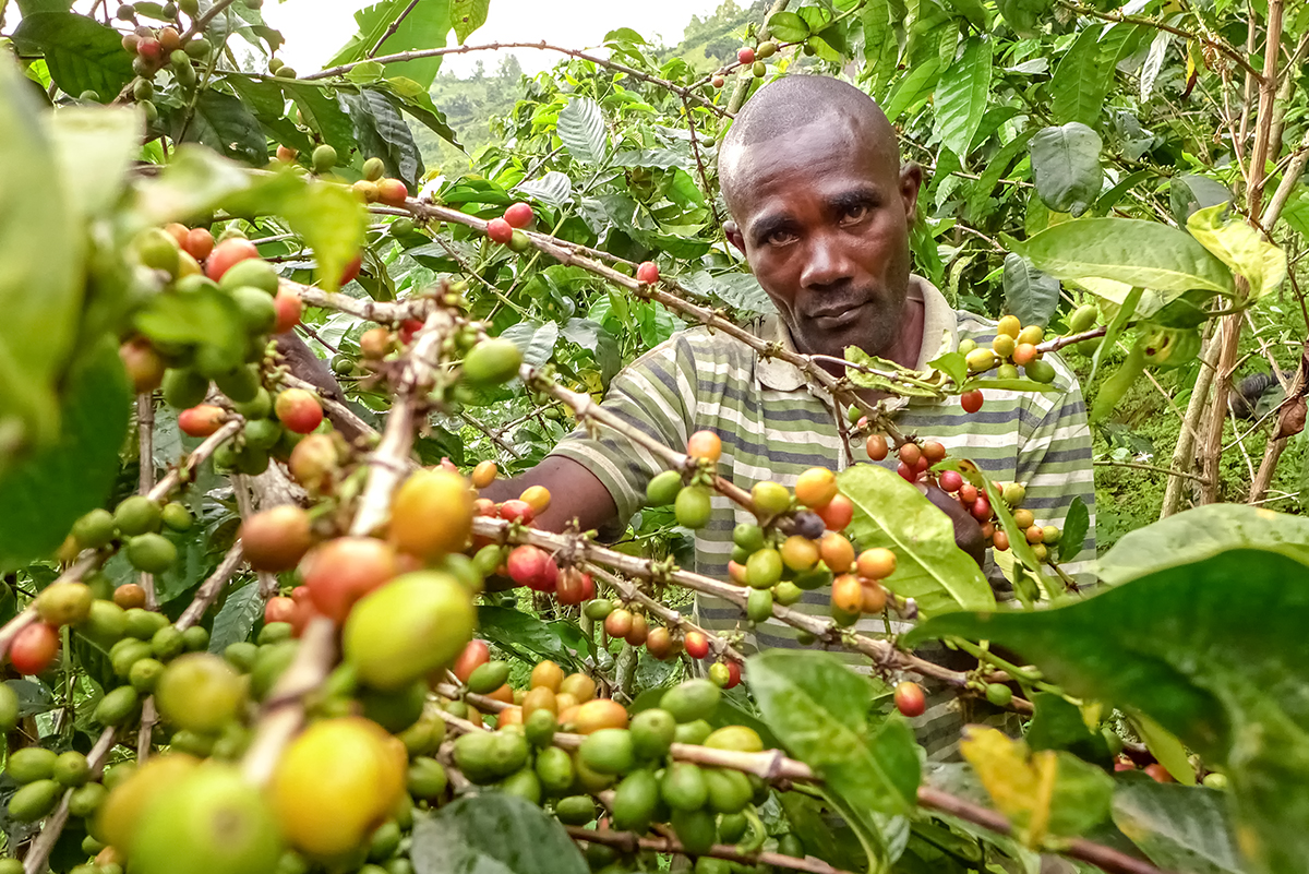 Their Coffee is World-Class, but DRC Farmers Say Growing It Doesn’t Pay